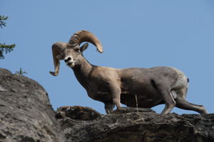 Travelers in sheep's clothing / Big Horn Sheep, Glacier N.P., Montana - (c) 2006 Ted Grellner