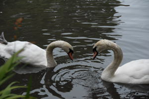When you travel, plan a little time with nature / Swans in S.F. - (c) 2006 Ted Grellner